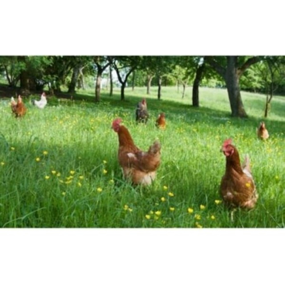Demirler Tavuk Yoncası - Ak Üçgül ( Trifolium Repens) Tohumu 100 gr Gübre Fiyatı