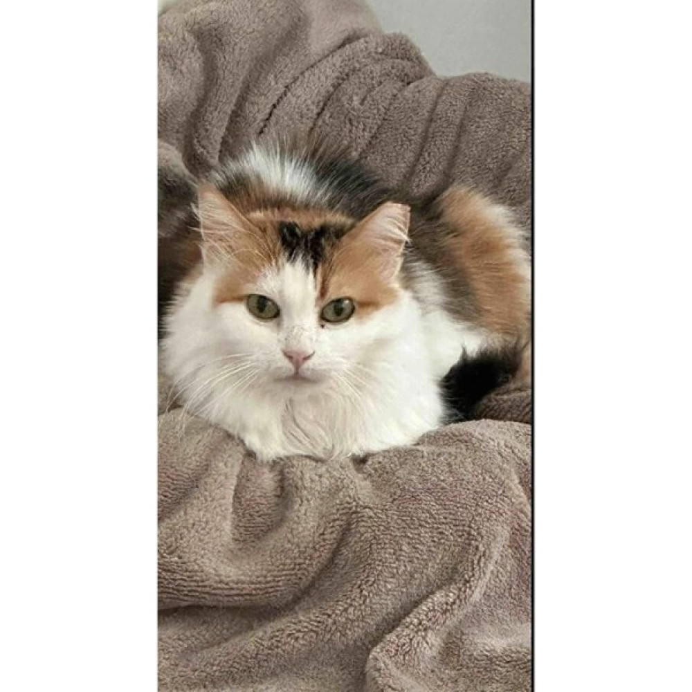 Denizli Çeyiz Evcil Hayvan Kedi Köpek Battaniyesi Wellsoft Peluş Battaniye - 80 x 80 cm - Bej Evcil Hayvan Ürünleri Fiyatı