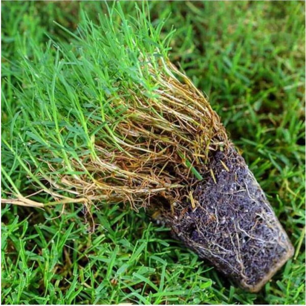 DLF Bermuda Grass Çimi Tohumu (Ithal) (Kurak ve Susuz Alanlara Özel) 1 kg Tohum Fiyatı