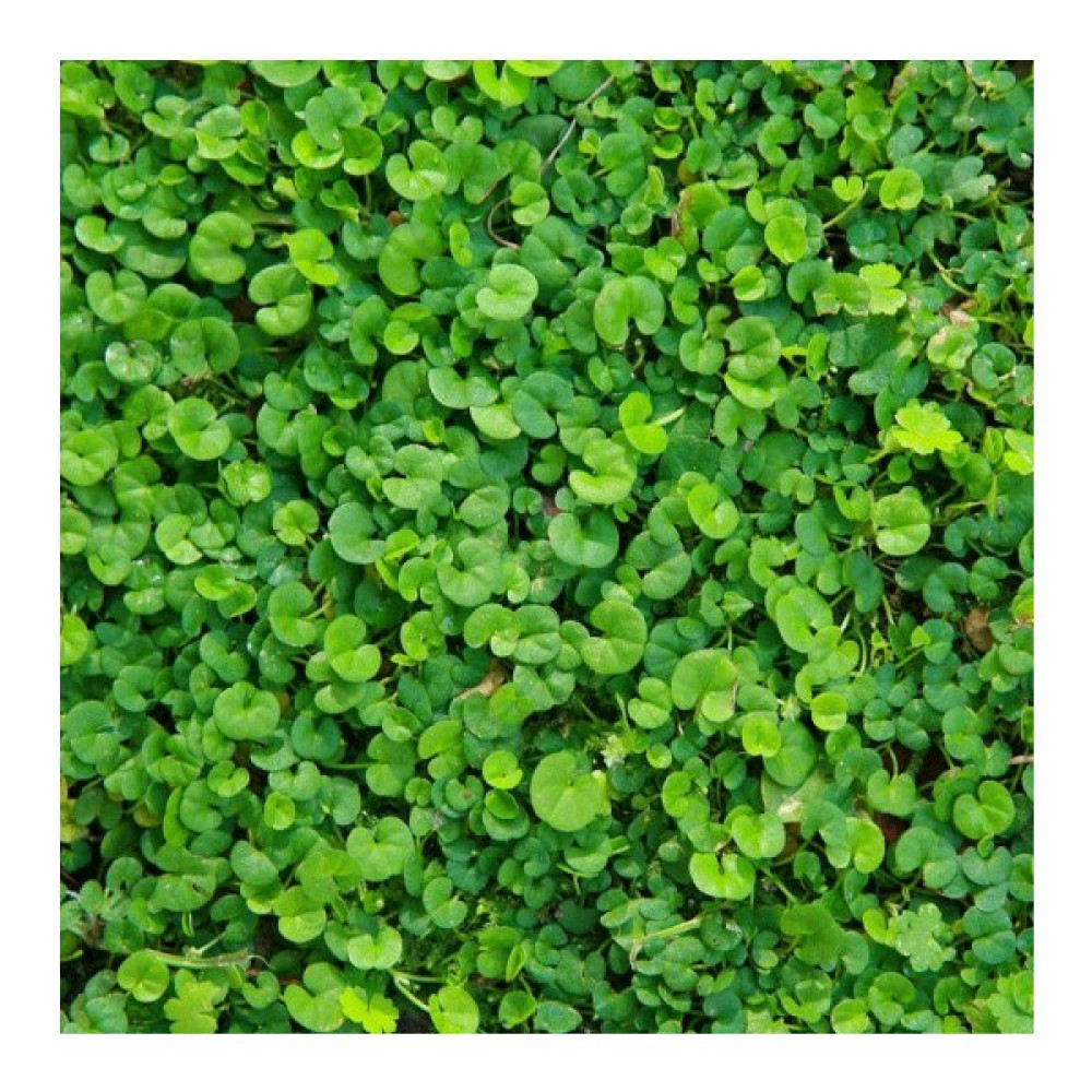 Dlf Fare Kulağı Tohumu-Dichondra Repens 1 kg Tohum Fiyatı