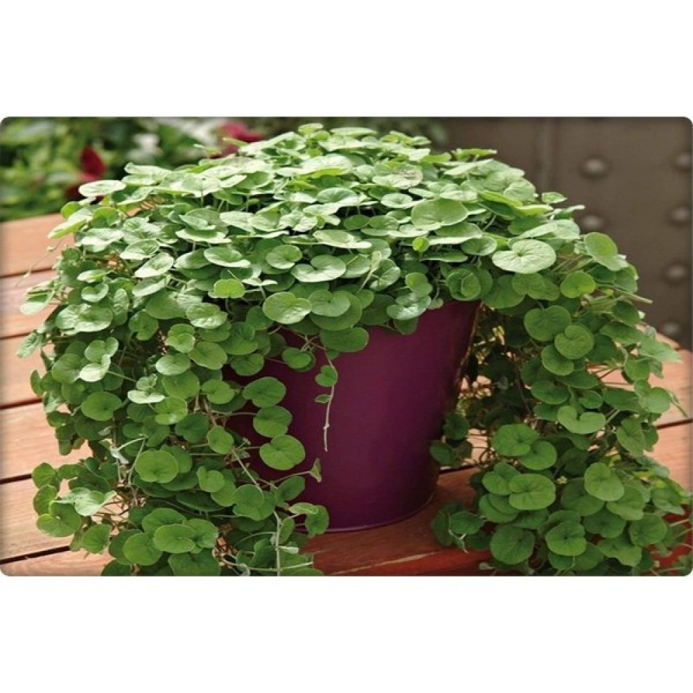 DLF Fare Kulağı Tohumu-Dichondra Repens-Gölge Alanlar - 250 gr Tohum Fiyatı