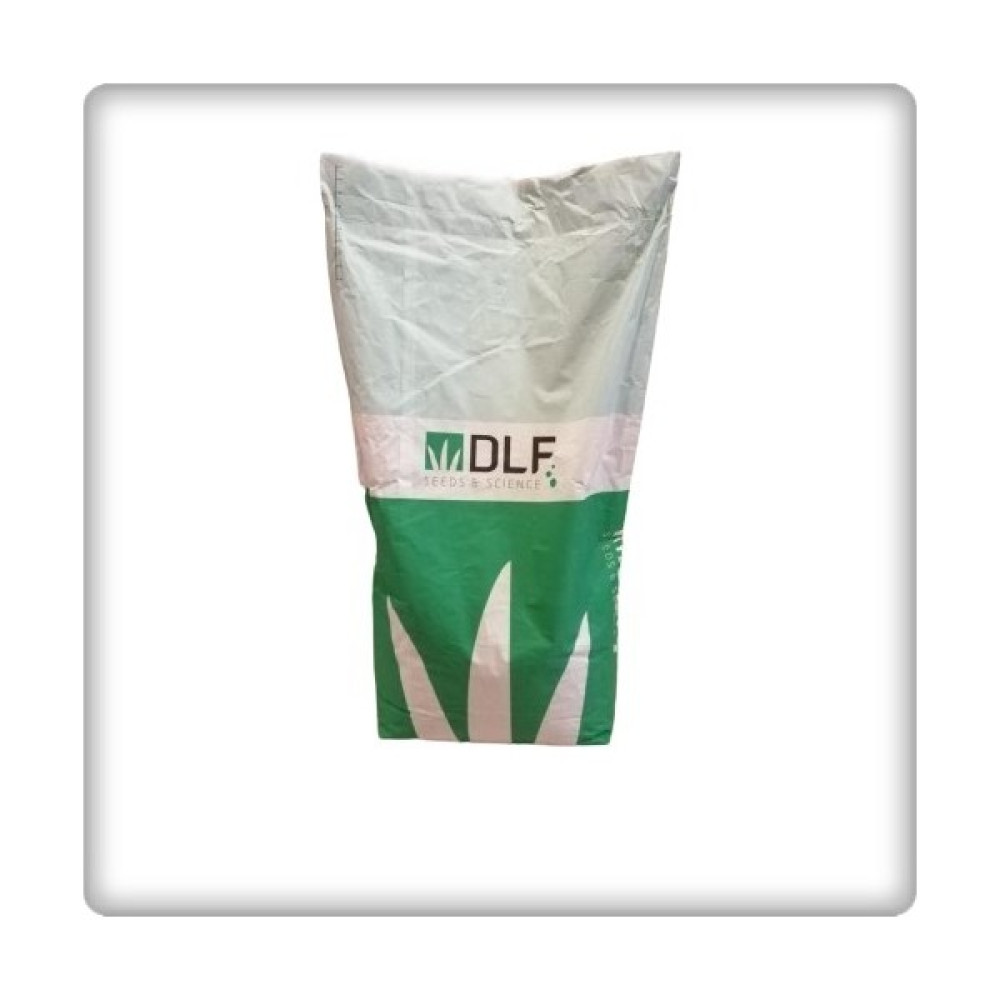 DLF Fare Kulağı Tohumu-Dichondra Repens-Gölge Alanlar - 500 gr Tohum Fiyatı
