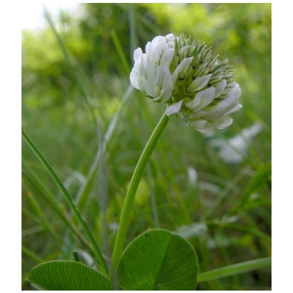 DLF Üçgül TOHUMU-500 gr Süs Yoncası ( Trifolium Repens ) - 500 gr Diğer Fiyatı