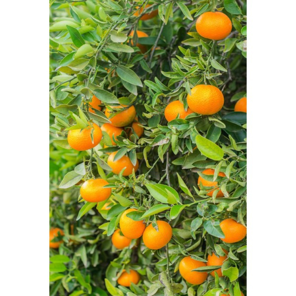 Doğa Fidancılık ( 3 Adet ) Tüplü Yediveren Mandalina Fidanı 3 Yaş - 1 Adet Fidan Fiyatı