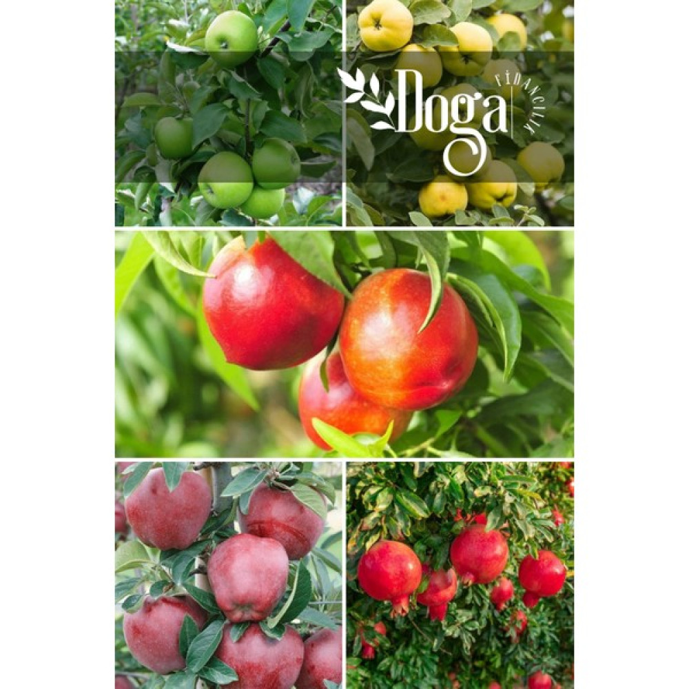 Doğa Fidancılık 5 Li Karışık Meyve Fidanı Yeşil Elma , Ayva , Nektarin , Kırmızı Elma ve Nar - 1 Adet Fidan Fiyatı