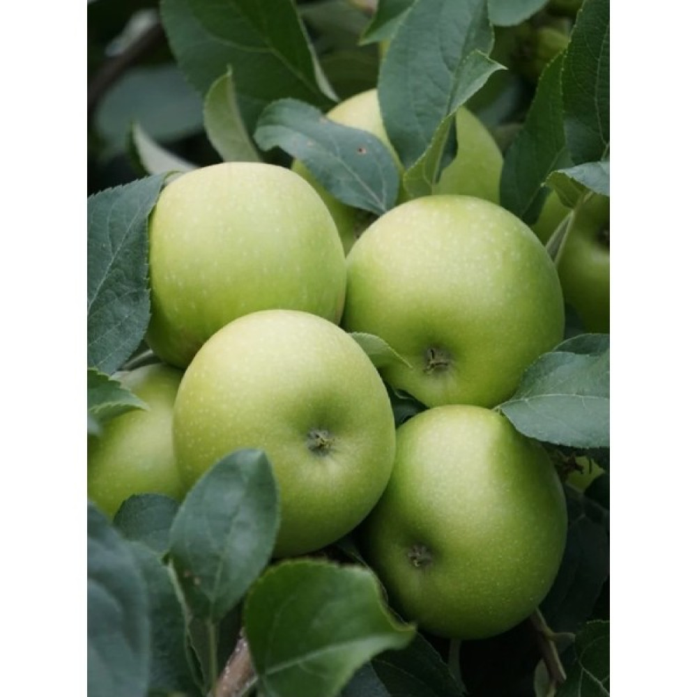 Doğa Fidancılık Aşılı Yeşil Elma ( Granny Smith ) Fidanı 3 Yaş - 1 Adet Fidan Fiyatı