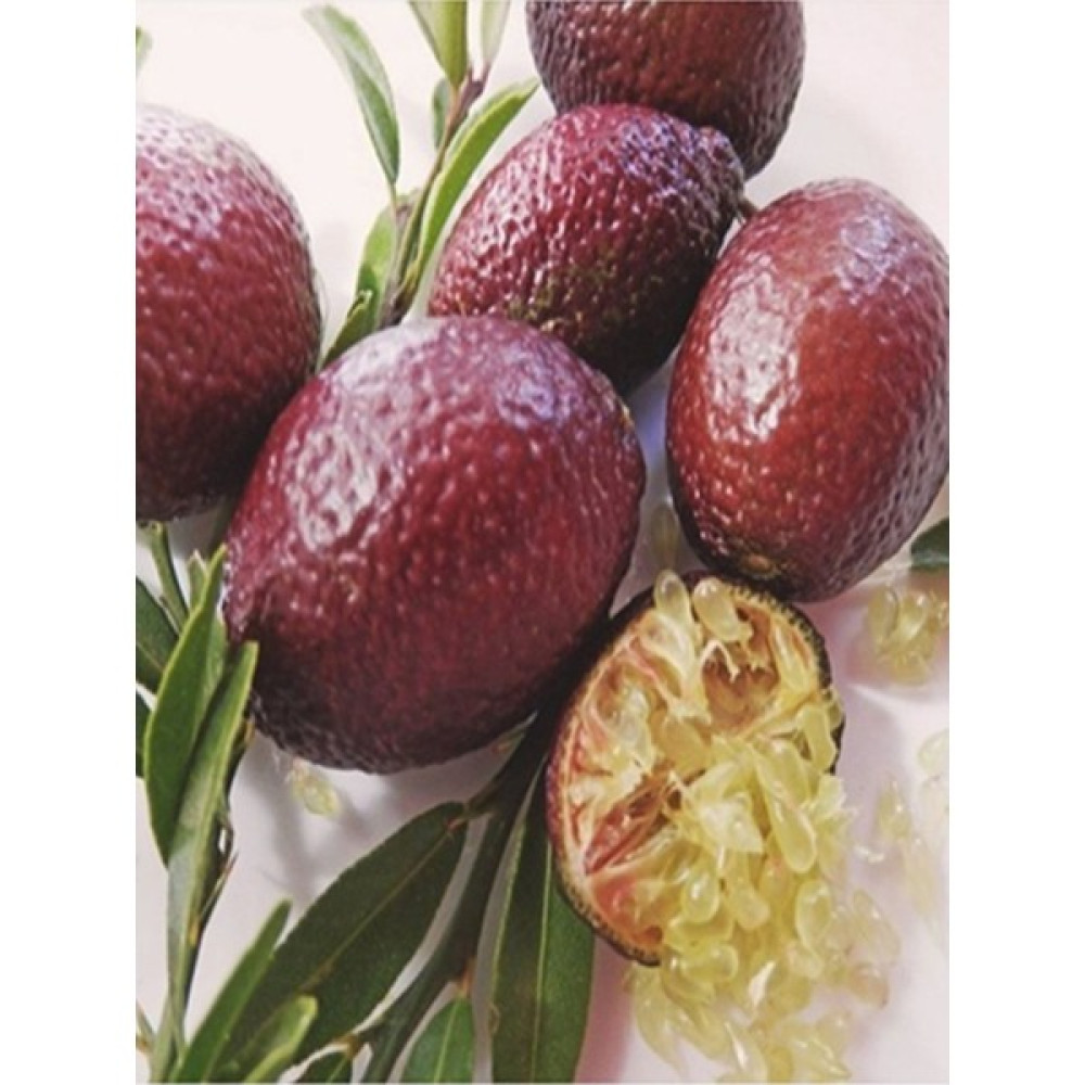 Doğan Fidancılık Bloode Lime Limon Kırımızı Havyar Limon (Avustralya Kırmızı Limonu) - 1 Oto Boyaları Fiyatı