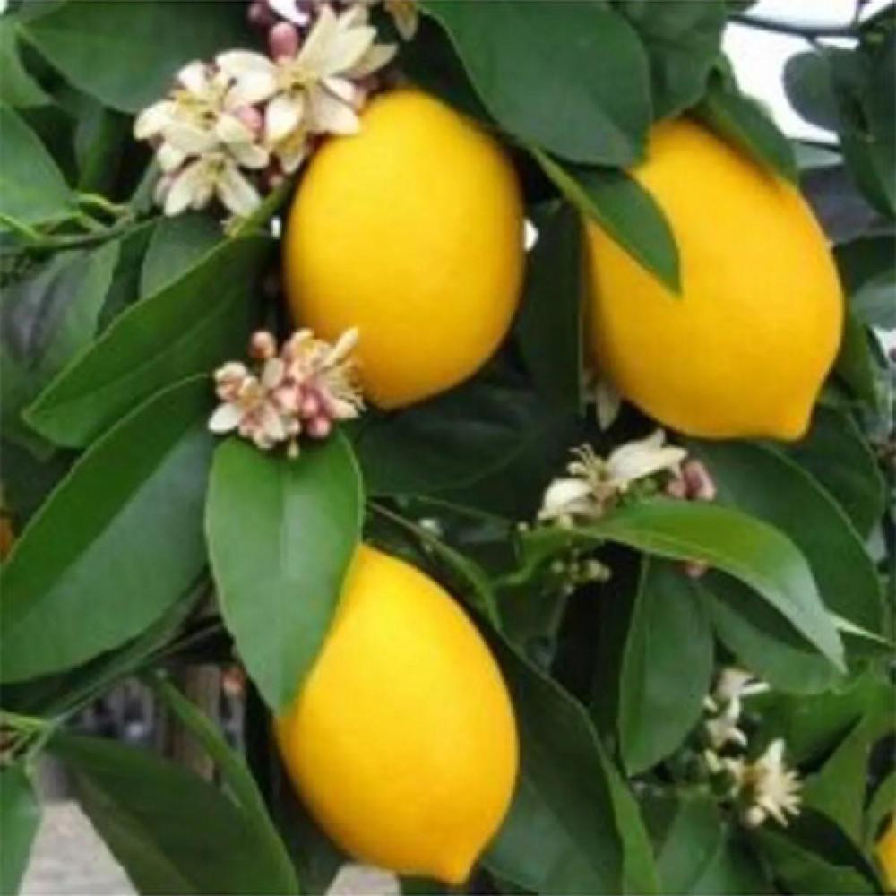 Doğan Fidancılık Bol Sulu Mayer Limon Fidanı Fidan Fiyatı
