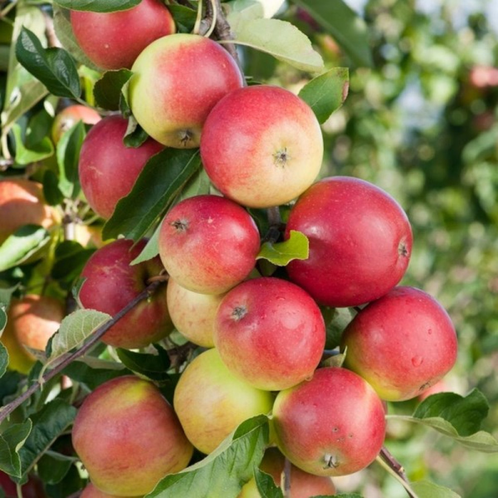 Doğan Fidancılık Elma ( Amasya ) 2 Yaş Tüplü 90-110cm Fidan Fiyatı