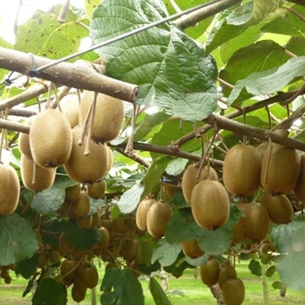 Doğan Fidancılık Hayward Kivi Fidanı 60-100cm 2 Yaş Tüplü Fidan Fiyatı
