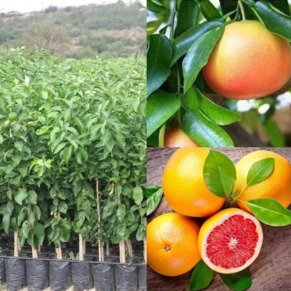 Doğan Fidancılık Star Ruby Greyfurt Fidanı 2 Yaş Tüplü 90-120CM Fidan Fiyatı