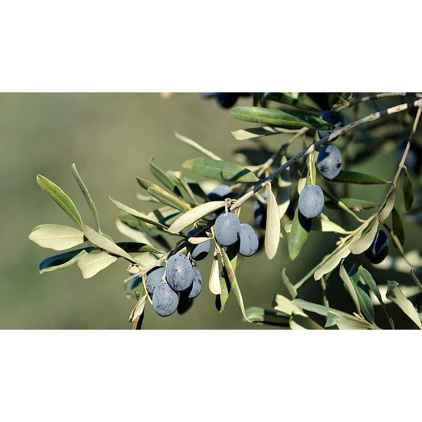 Doğaşık "3 Yaşında Gemlik Zeytin Fidanı - Bahçenize Sofralık Zeytinler" Diğer Fiyatı