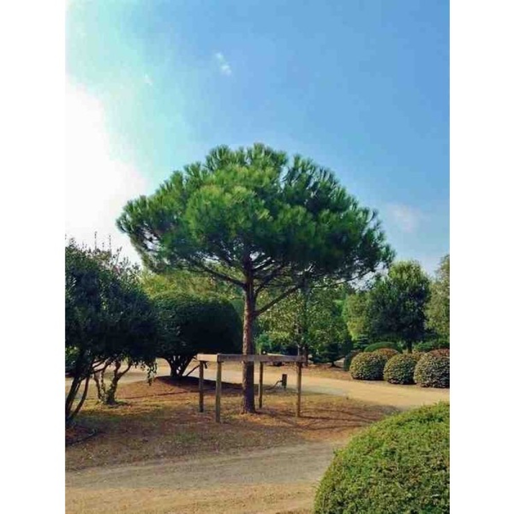 Doğaşık Fıstık Çamı Fidanı Bahçe Için 5 Adet 20-30 cm Pinus Pinea Oto Boyaları Fiyatı