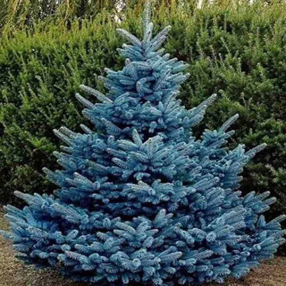 Doğaşık Mavi Ladin Fidanı 2 Adet 40-50 cm Bitki Fiyatı