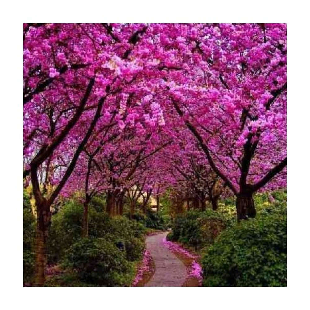 Doğaşık Pembe Erguvan Ağacı Tüplü (50-60 cm Boy) Bitki Fiyatı