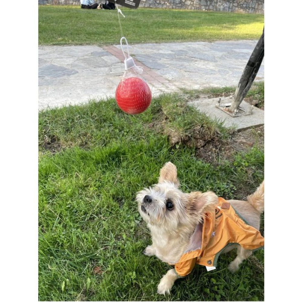 Doglife Küçük Zıplayan Sert Top Köpek Oyuncağı Evcil Hayvan Ürünleri Fiyatı