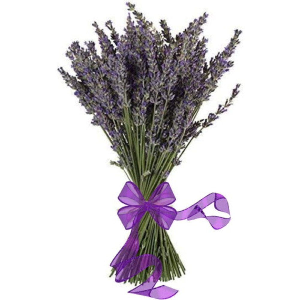Dr. Lavender Kurutulmuş Lavanta Demeti 100 Dal Lavanta Bahçesinden Lavanta Çiçeği Ev & Dekorasyon Aksesuarları Fiyatı