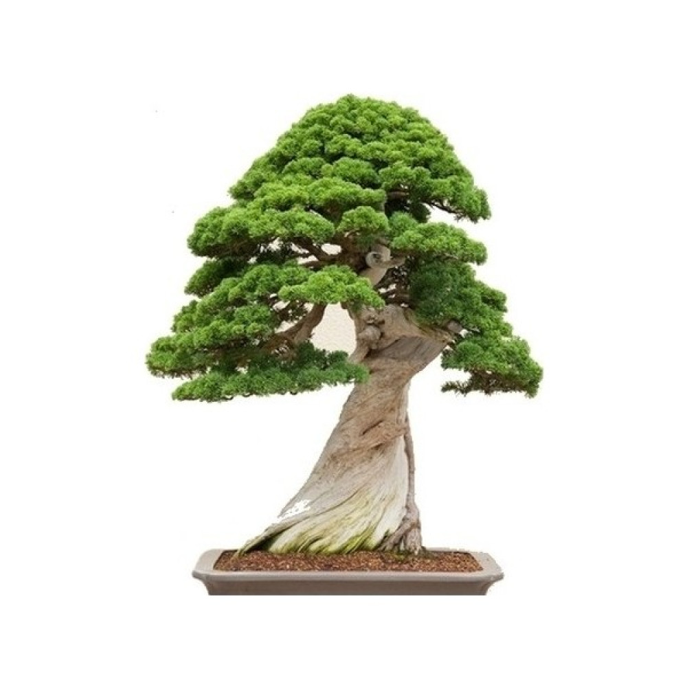 Dükkan Senin Bodur Okaliptüs Bonzai Ağacı Tohumu 5'li Bonsai Ağacı Tohumu - 5 Adet Tohum Fiyatı