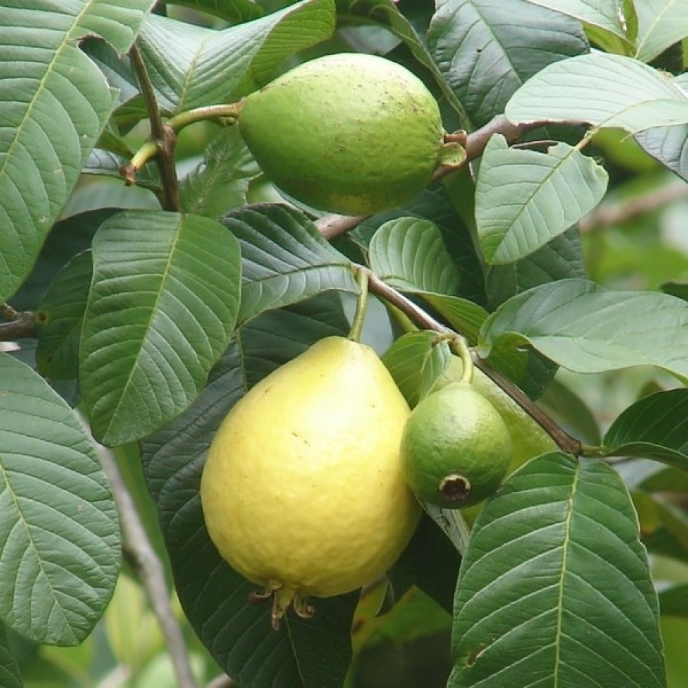 E-fidancim Tüplü Sarı Guava Fidanı Fidan Fiyatı