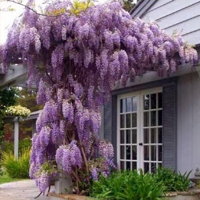 e-fidancim Tüplü Yoğun Kokulu Wisteria Sinensis Mor Salkım Fidanı (70-100 Cm) SSD / Solid State Drive Fiyatı