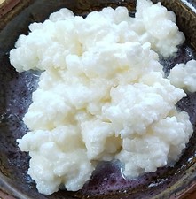 2 tsp.(10g) Organic Milk Kefir Grains Probiotic Free Postage Milk price