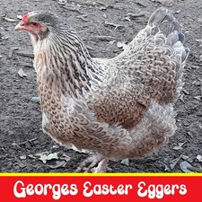 How To Successfully Source and Hatch Fertile Chicken Eggs in Australia Eggs price