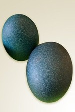 Blown Emu Eggs - Back in Stock! Eggs price