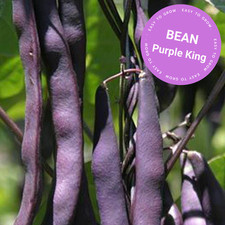 BEAN PURPLE KING 20+ Seeds | Heavy Cropping, Popular Garden Vegetable, Tasty Vegetables price