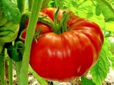 TOMATO 'Rouge De Marmande' 25 seeds ORGANIC HEIRLOOM vegetable garden HUGE FRUIT Vegetables price
