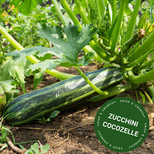 ZUCCHINI Cocozelle 15+ Seeds | HEIRLOOM,  easy to grow, garden vegetable Vegetables price