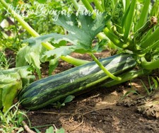 ZUCCHINI Cocozelle  15+ Seeds  Heirloom Non GMO Courgette Vegetable Winter Vegetables price