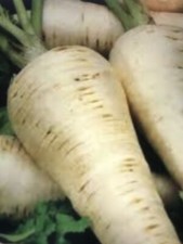 100+ Seeds, PARSNIP ‘HOLLOW CROWN’ AUTUMN WINTER heirloom vegetable FROST HARDY. Vegetables price