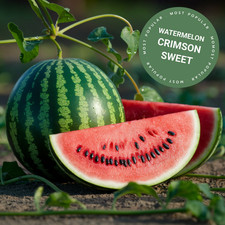 WATERMELON CRIMSON SWEET | 15+ SEEDS | Easy to grow garden SWEET Fruits price