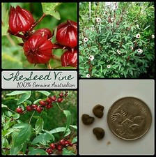 20+ ORGANIC ROSELLE SEEDS (Hibiscus sabdariffa) Rosella NON GMO Fruit Fast Grow Fruits price