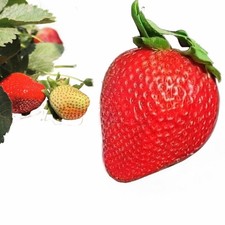 🌸GIANT STRAWBERRY 30 SEEDS Paradise Sweet🌙 Fruits price