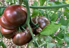 TOMATO CHEROKEE PURPLE 40 Seeds  HEIRLOOM salad vegetable garden fruit Climbing Fruits price