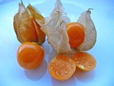 Cape Gooseberry Golden Nugget 50 Seeds HEIRLOOM Seeds Garden Fruit EASY GROW Fruits price