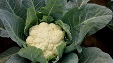 Cauliflower Snowball 100+ Seeds Seeds price