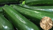 Zucchini Black Beauty 10+ Seeds Seeds price