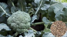 Broccoli Waltham 100+ Seeds Seeds price