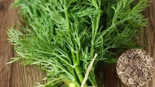 Dill Bouquet 800+ Seeds Seeds price