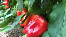 Capsicum Yolo Wonder 30+ Seeds *Treated* Seeds price