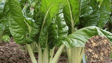 Silverbeet Fordhook 50+ Seeds Seeds price