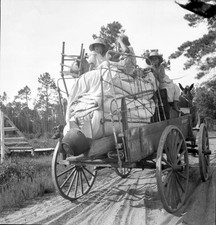 Moving day in the turpentine pine forest country North Florida Old Photo Turpentine price