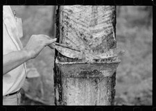 Trap used on pine tree for catching sap for turpentine distillatio - Old Photo Turpentine price