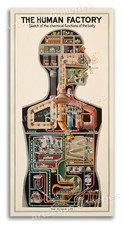 1931 The Human Factory - Vintage Industrial Anatomy Poster - 12x24 Poster price