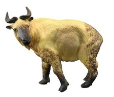 Takin Cattle Goat Animal Toy PVC Action Figure Doll Kids Toys Party Gifts Action Figures price