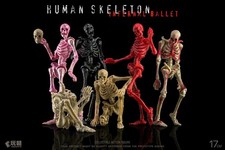 Keep Going 1/12 Articulated Human Skeleton Model Biology Classroom Action Figure Biology price