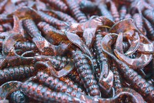 4" Motor Oil Red Sparkle Twister Tail Grubs Walleye Bass Plastic Fishing Lures Motor Oil price