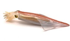 Squid Animal Toy 5 Inch PVC Action Figure Doll Kids Toys Party Gifts Doll Toys price